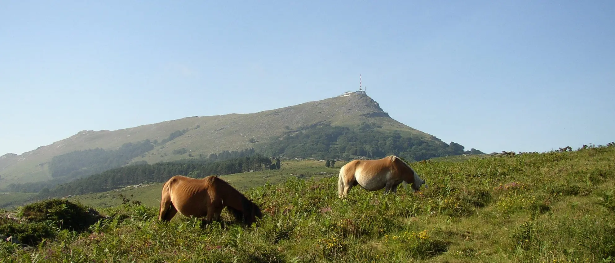 La Rhune et son antenne, deux pottoks dans la lande