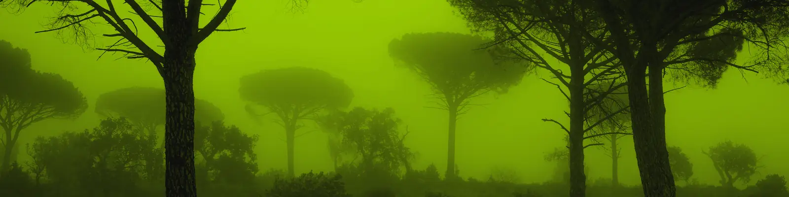 Pins parasols dans la brume