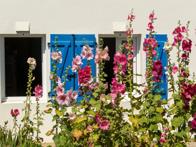 Roses trémières devant une façade blanche aux volets bleus.
